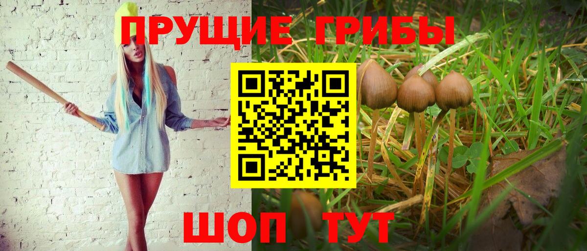 Псилоцибиновые грибы Cubensis Тулун